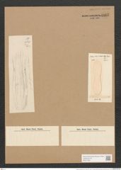 Nitzschia amphiprora Grun. (de-Toni-Nr.: Genus 47, Species 2058) Zeichnungen Sammlung Grunow Nr. 4067 (NHMW-BOT-W0371904)